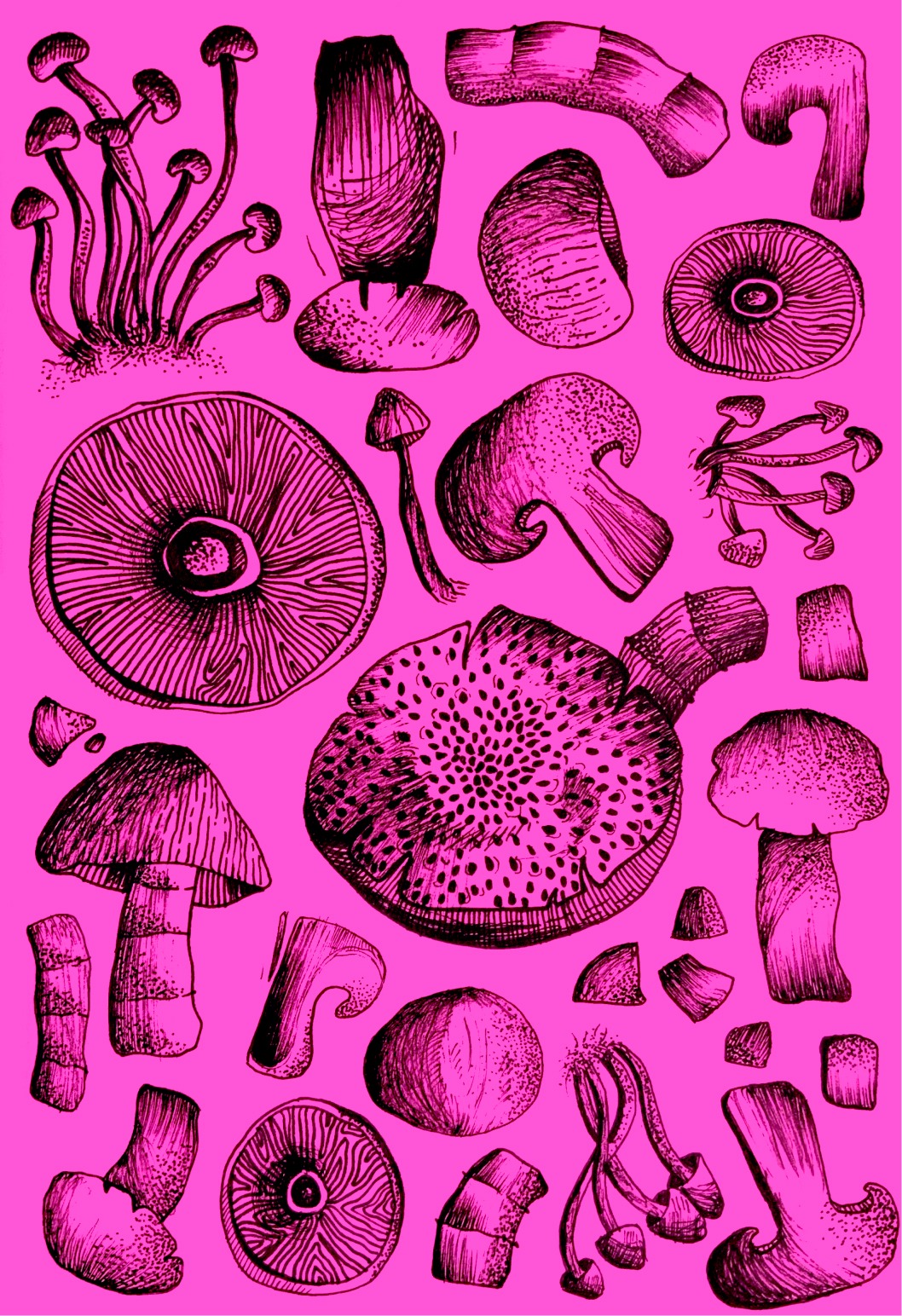 mushrooms-1